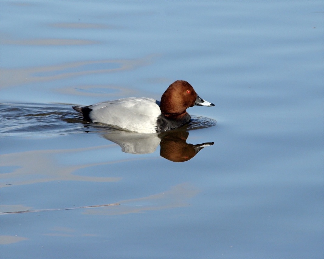 pochard